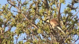 Video of Red-backed Shrike - Red-backed Shrike hunting in breading period on Shablensko lake, Bulgaria